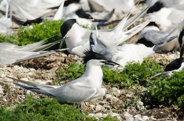 Sterne caugek © JAG IMAGES