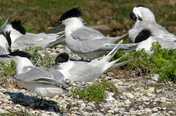 Sterne caugek © JAG IMAGES
