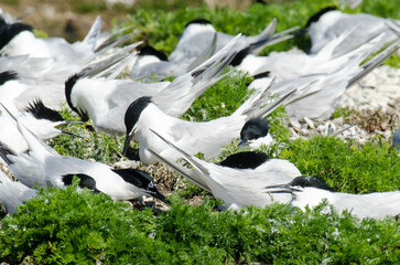 Sterne caugek © JAG IMAGES