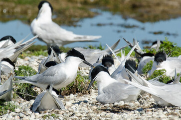 Sterne caugek © JAG IMAGES