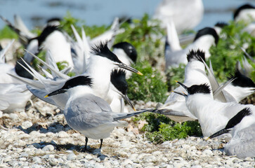 Sterne caugek © JAG IMAGES