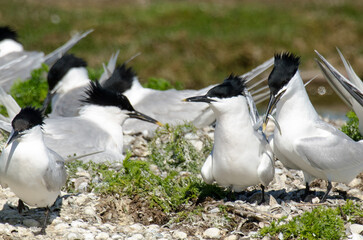 Sterne caugek © JAG IMAGES