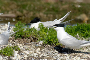 Sterne caugek © JAG IMAGES