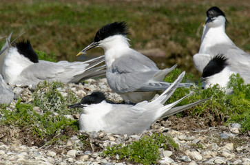 Sterne caugek © JAG IMAGES