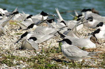 Sterne caugek © JAG IMAGES