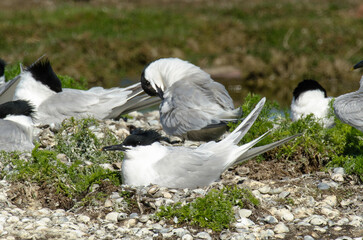 Sterne caugek © JAG IMAGES