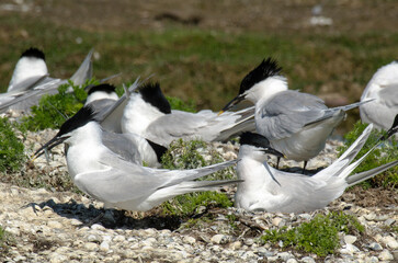 Sterne caugek © JAG IMAGES