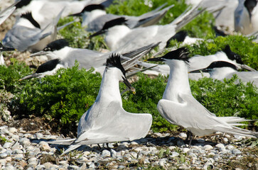 Sterne caugek © JAG IMAGES