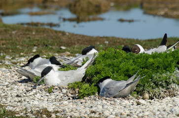 Sterne caugek © JAG IMAGES