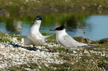 Sterne caugek © JAG IMAGES