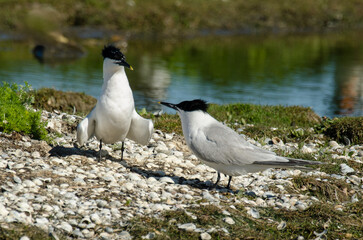 Sterne caugek © JAG IMAGES