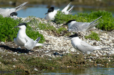 Sterne caugek © JAG IMAGES