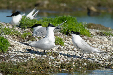 Sterne caugek © JAG IMAGES