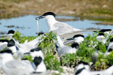 Sterne caugek © JAG IMAGES