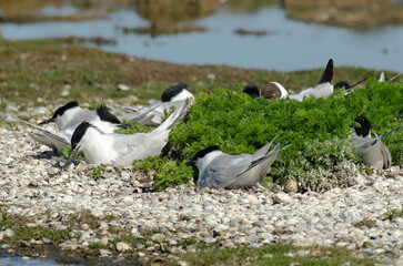 Sterne caugek © JAG IMAGES