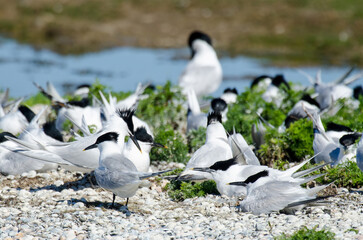 Sterne caugek © JAG IMAGES