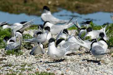 Sterne caugek © JAG IMAGES