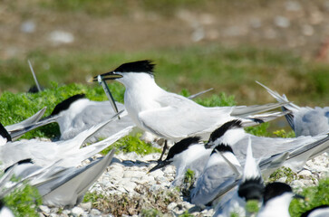 Sterne caugek © JAG IMAGES