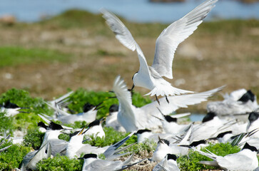 Sterne caugek © JAG IMAGES