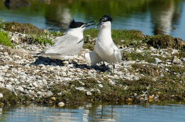 Sterne caugek © JAG IMAGES