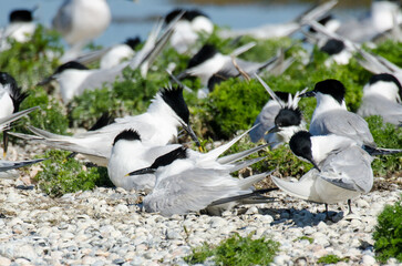 Sterne caugek © JAG IMAGES