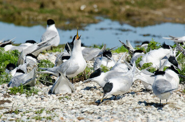 Sterne caugek © JAG IMAGES