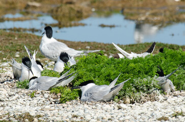 Sterne caugek © JAG IMAGES