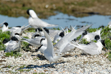 Sterne caugek © JAG IMAGES