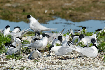 Sterne caugek © JAG IMAGES