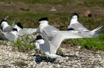 Sterne caugek © JAG IMAGES