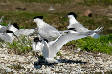 Sterne caugek © JAG IMAGES