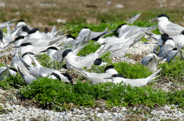 Sterne caugek © JAG IMAGES