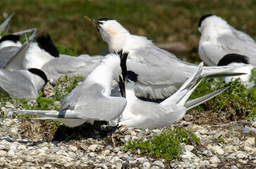 Sterne caugek © JAG IMAGES