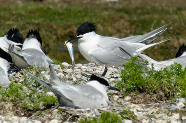 Sterne caugek © JAG IMAGES