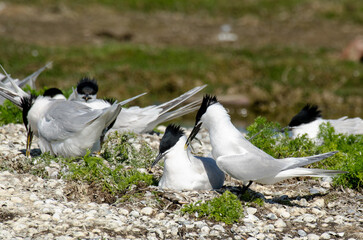 Sterne caugek © JAG IMAGES