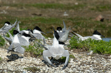 Sterne caugek © JAG IMAGES
