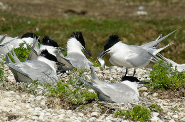 Sterne caugek © JAG IMAGES