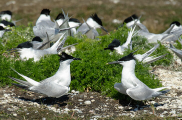 Sterne caugek © JAG IMAGES