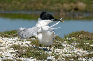 Sterne caugek © JAG IMAGES