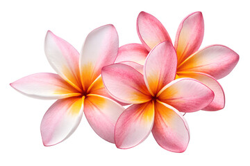 Naklejka premium Beautiful Pink Plumeria Flowers – Tropical Frangipani Blossom Closeup