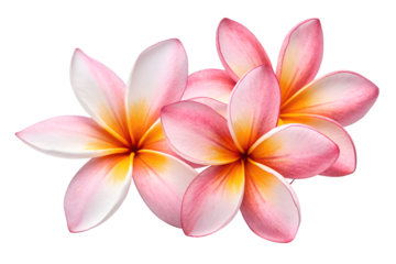 Beautiful Pink Plumeria Flowers – Tropical Frangipani Blossom Closeup