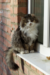 Portrait of cute domestic cat