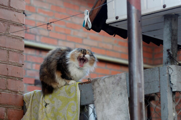 Portrait of cute domestic cat
