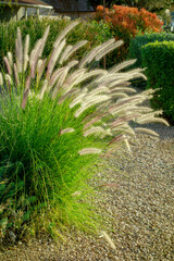 Closeup of Fountain grass growing in Arizona xeriscaped residential suburban roadsides