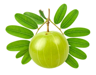  Amla Fruit with Leaves and Natural Stem, Side View Botanical Style, Isolated