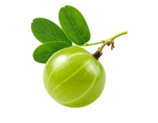Amla Fruit with Leaves and Natural Stem, Side View Botanical Style, Isolated