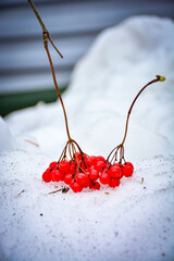 a cluster of vibrant red viburnum berries on white snow. Bright red berries and the cool, crystalline snow. Winter's natural beauty. For seasonal holiday cards, winter themed articles, social media.