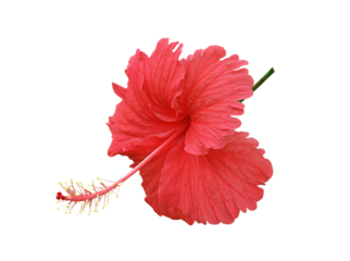 close up with hibiscus flowers  red  hibiscus flowers after blooming There are water drops on the flower on transparent.