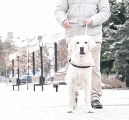 golden retriever dog