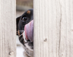 dog between the fence